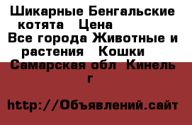 Шикарные Бенгальские котята › Цена ­ 25 000 - Все города Животные и растения » Кошки   . Самарская обл.,Кинель г.